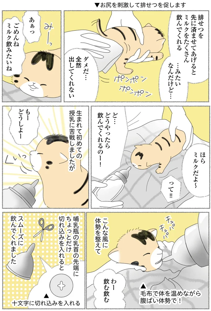 『にゃんかつ 11匹と2人の暮らし』 15469197.webp