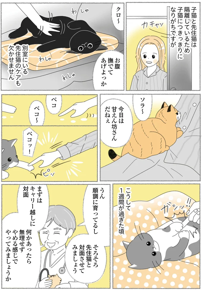 『にゃんかつ 11匹と2人の暮らし』 15469198.webp