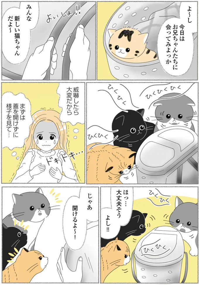 『にゃんかつ 11匹と2人の暮らし』 15469199.webp