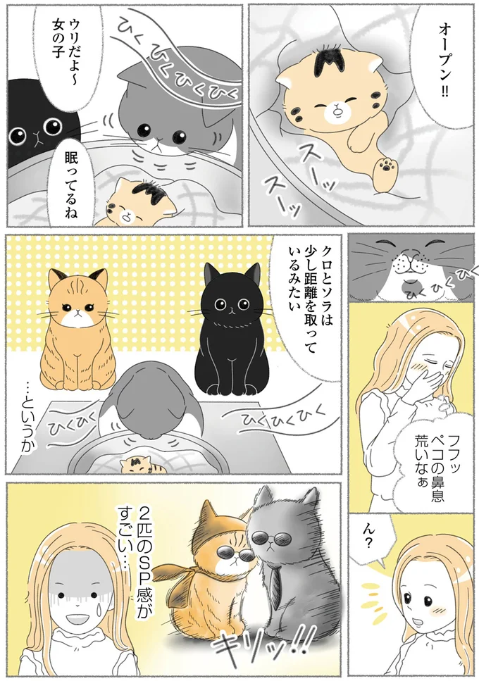 『にゃんかつ 11匹と2人の暮らし』 15469200.webp