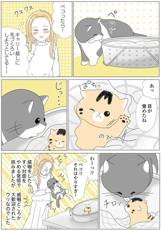 『にゃんかつ 11匹と2人の暮らし』 15469201.webp