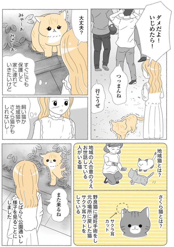 『にゃんかつ 11匹と2人の暮らし』 15469217.webp