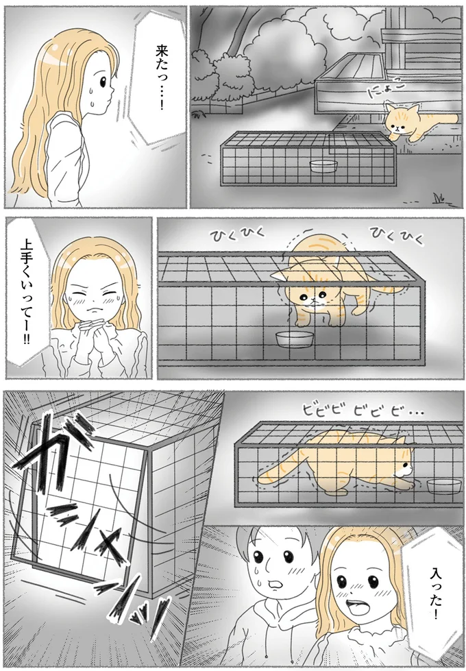 『にゃんかつ 11匹と2人の暮らし』 15469222.webp