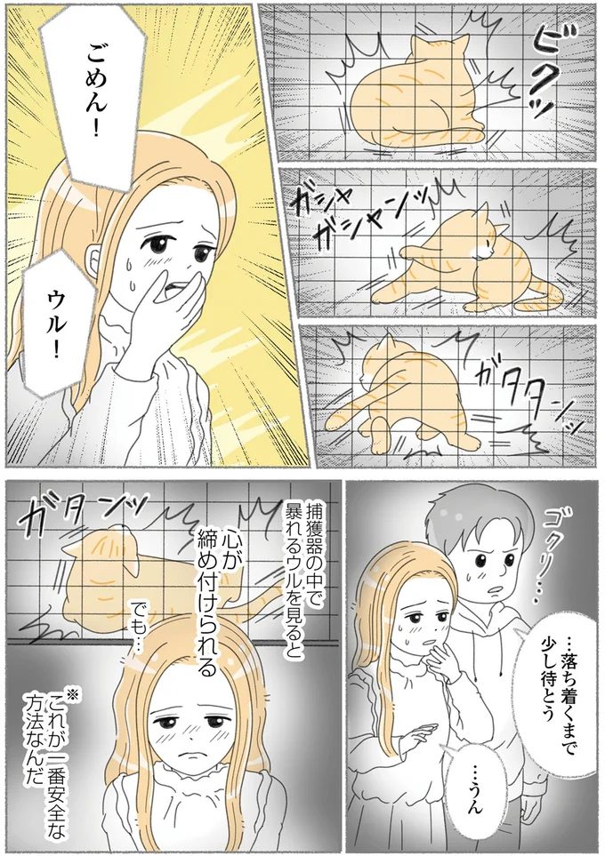 『にゃんかつ 11匹と2人の暮らし』 15469223.webp