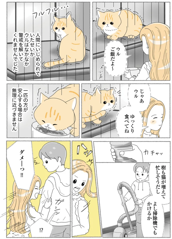 『にゃんかつ 11匹と2人の暮らし』 15469239.webp