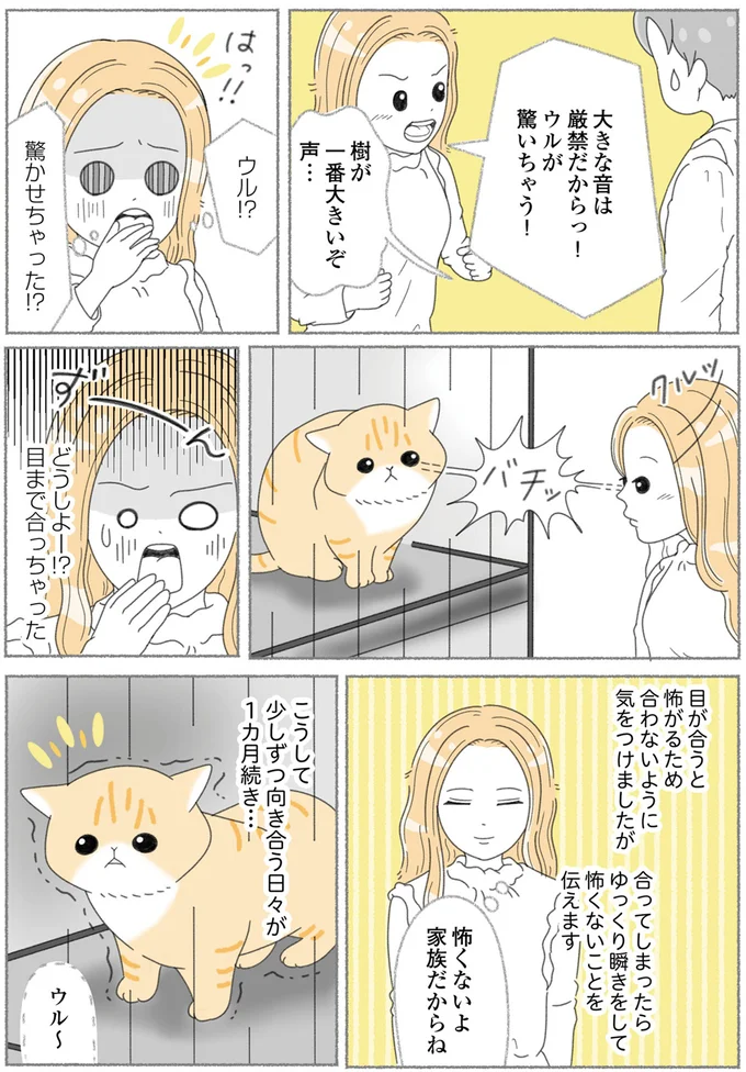 『にゃんかつ 11匹と2人の暮らし』 15469240.webp