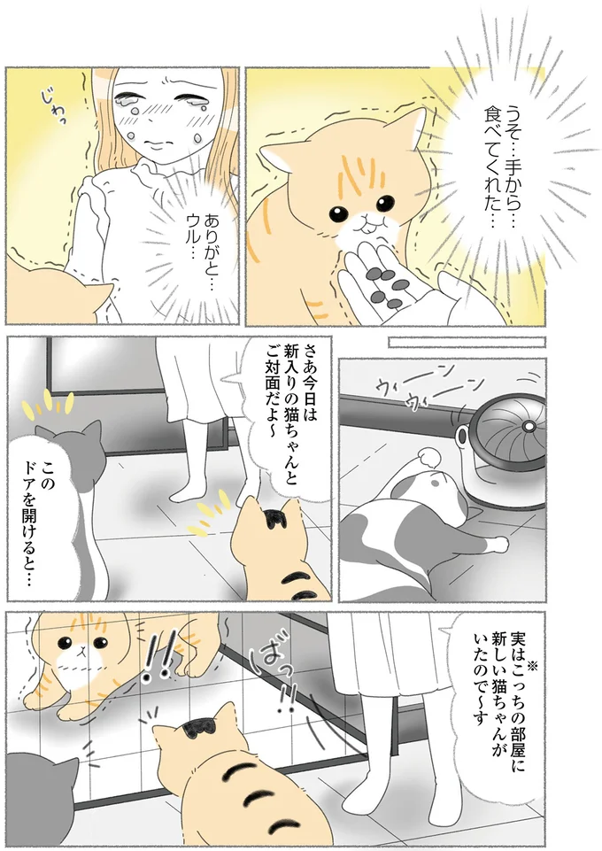 『にゃんかつ 11匹と2人の暮らし』 15469241.webp