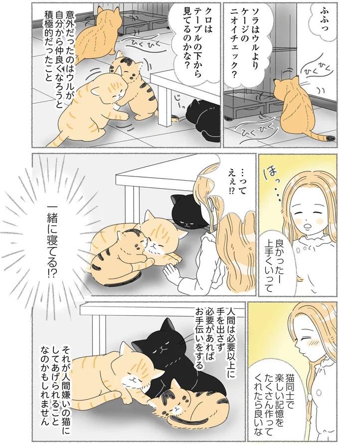 『にゃんかつ 11匹と2人の暮らし』 15469243.webp