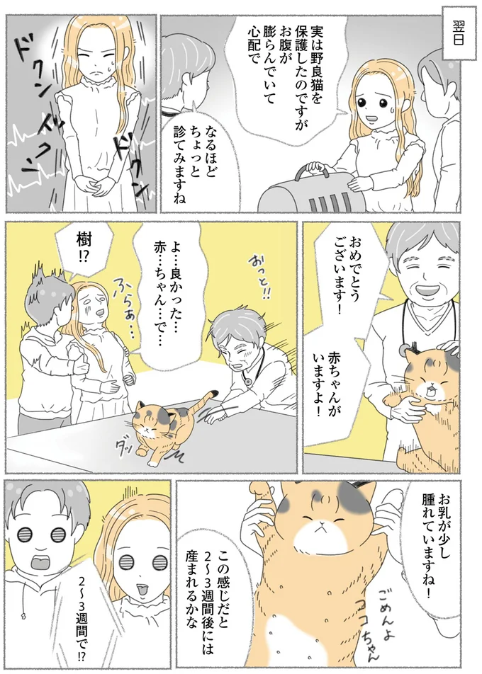 『にゃんかつ 11匹と2人の暮らし』 15469251.webp