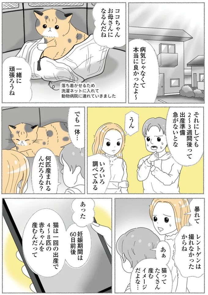 『にゃんかつ 11匹と2人の暮らし』 15469252.webp
