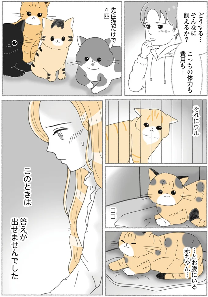 『にゃんかつ 11匹と2人の暮らし』 15469253.webp