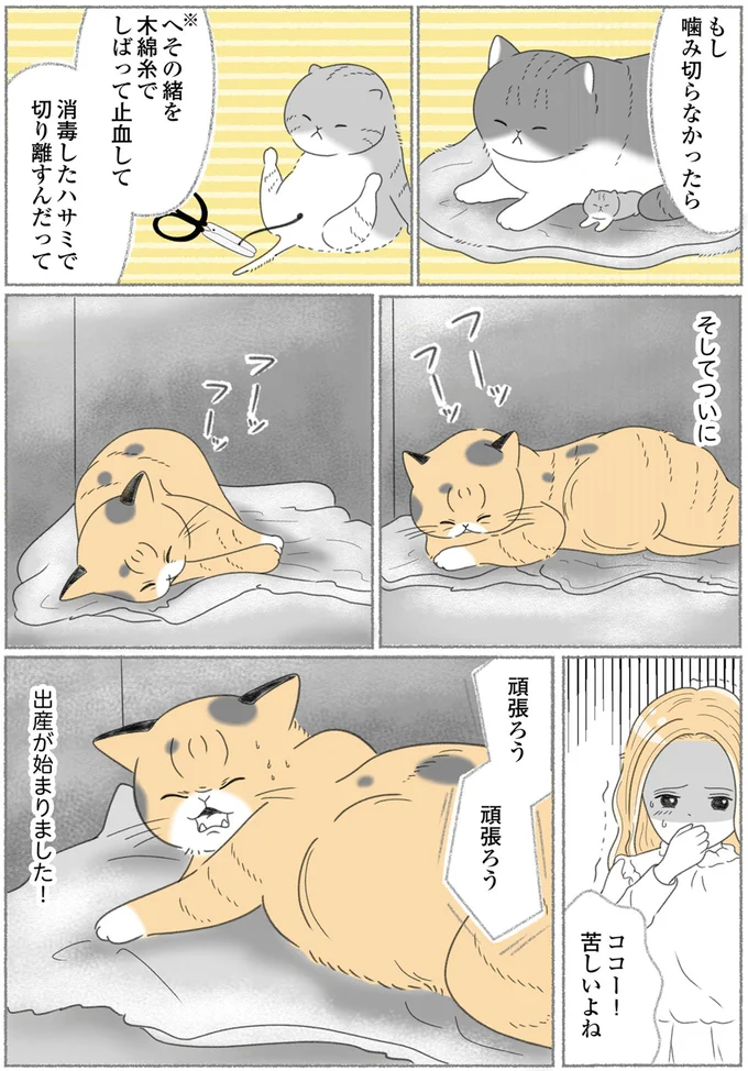 『にゃんかつ 11匹と2人の暮らし』 15469263.webp