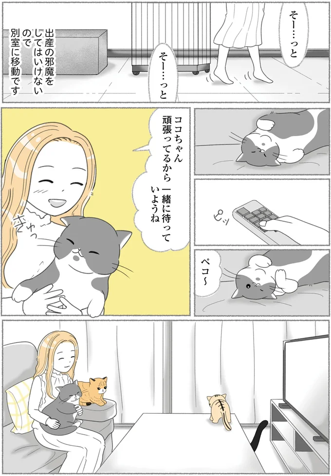 『にゃんかつ 11匹と2人の暮らし』 15469264.webp