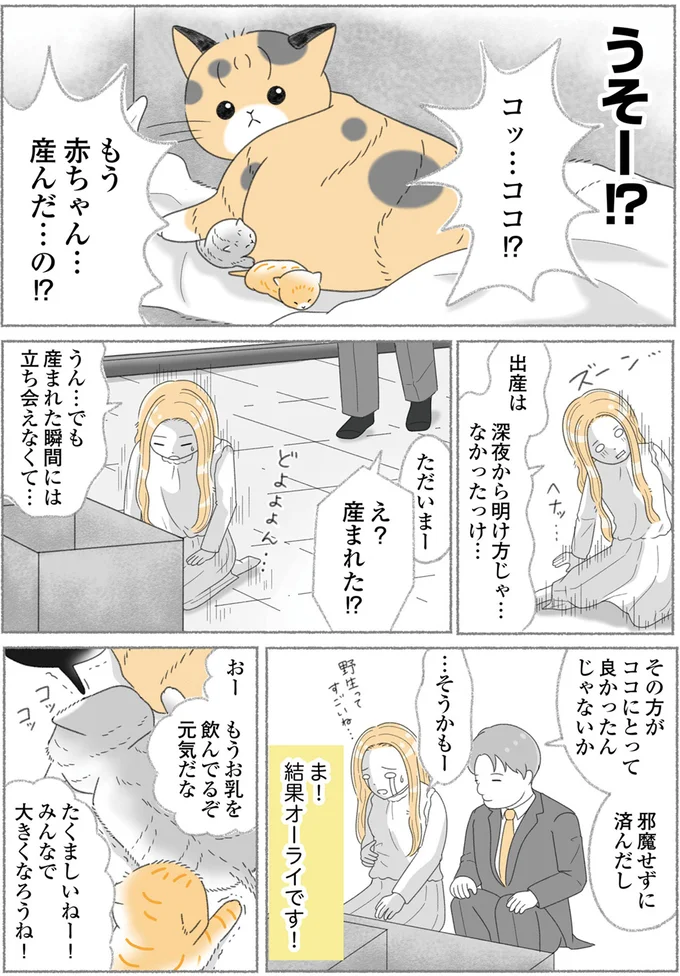 『にゃんかつ 11匹と2人の暮らし』 15469266.webp