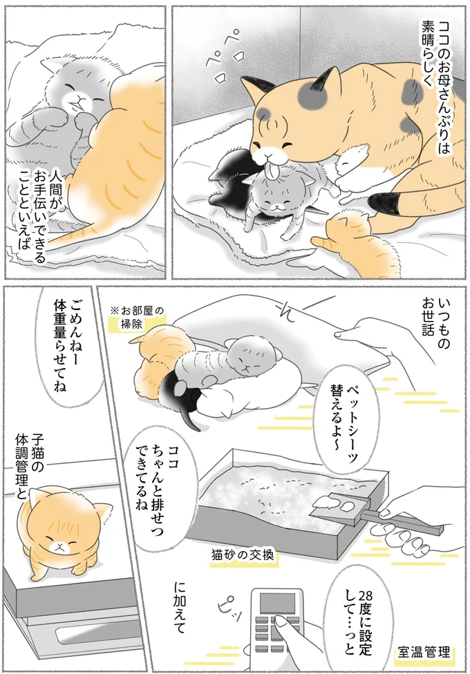 『にゃんかつ 11匹と2人の暮らし』 15469267.webp