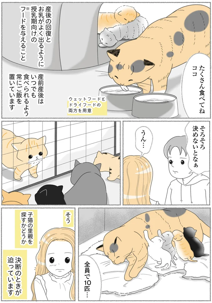 『にゃんかつ 11匹と2人の暮らし』 15469268.webp
