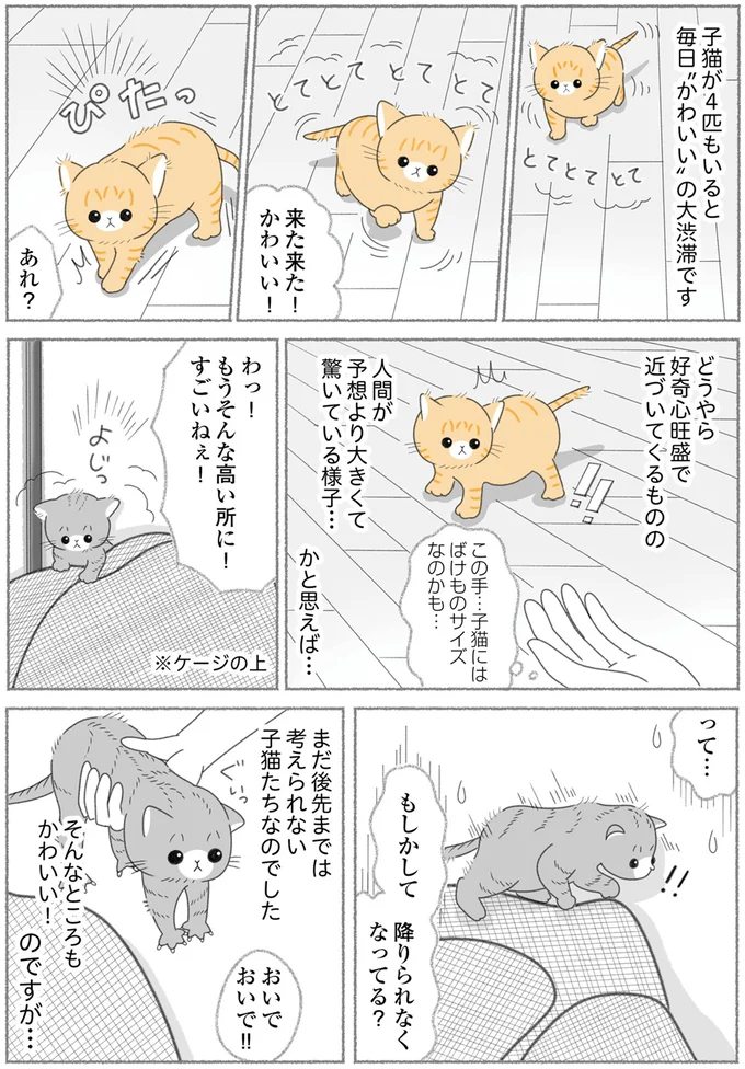 『にゃんかつ 11匹と2人の暮らし』 15469292.webp