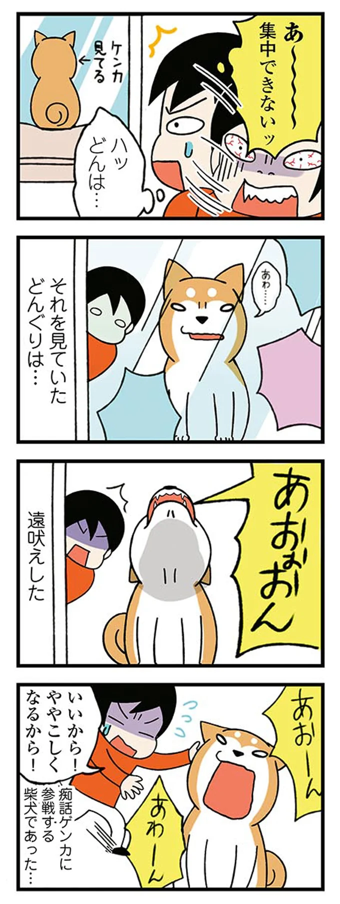 「ふざけんなよ」家の前で始まった痴話ゲンカ。窓から見ていた柴犬が吠えた「理由」／ドヤ顔柴犬どんぐり 15476333.webp