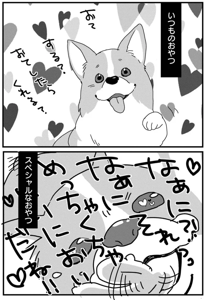 「お手したらくれる？」ワンコのリアクション。いつものと大好物でここまで変わる!?／あしょんでよッ ～うちの犬ログ～1 15481282.webp