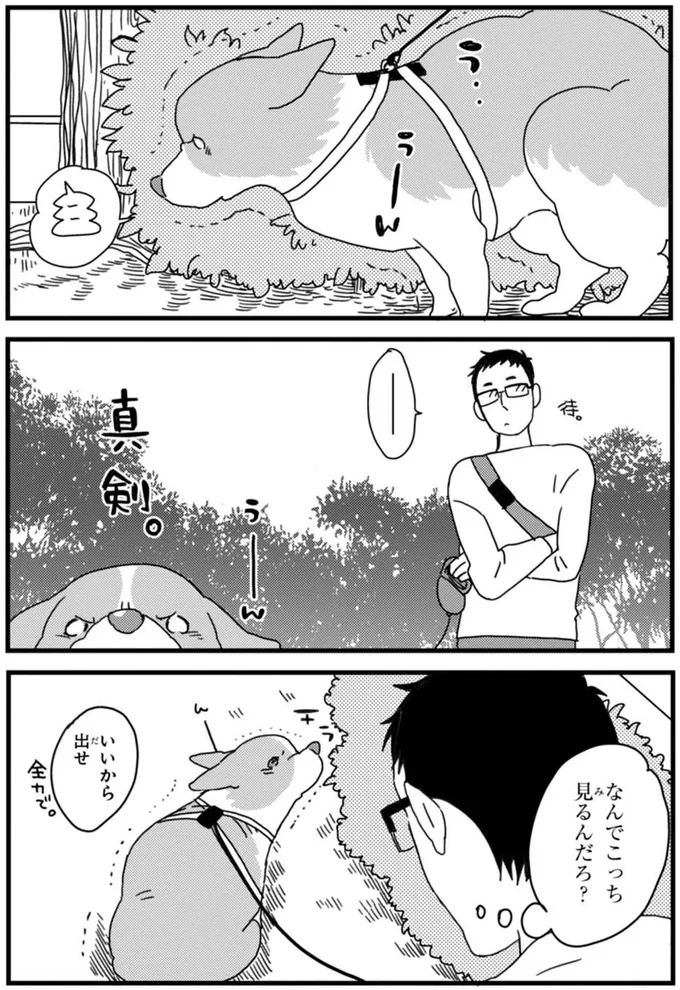 『あしょんでよッ ～うちの犬ログ～ 1～10』 15491801.webp