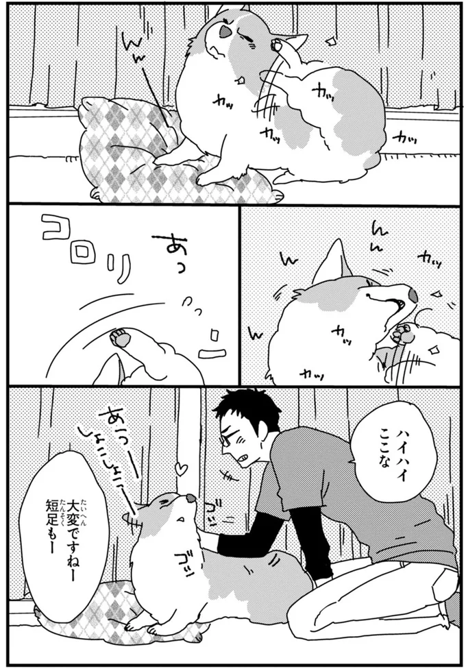 『あしょんでよッ ～うちの犬ログ～ 1～10』 15495006.webp