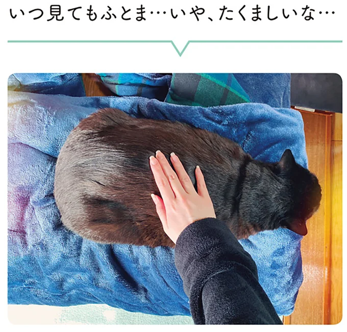 『黒猫ろんと暮らしたら』1～3 15543962.webp