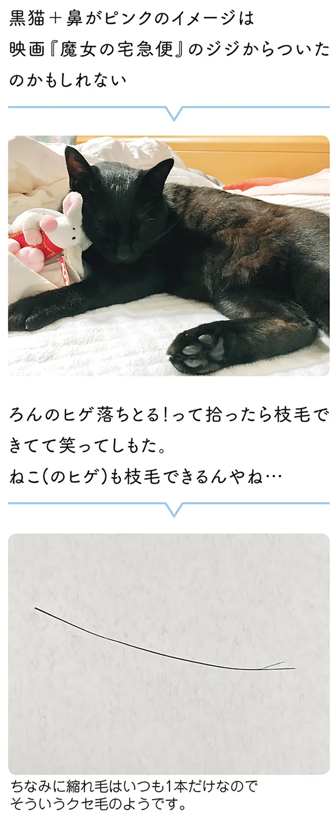 『黒猫ろんと暮らしたら』1～3 15544015.webp