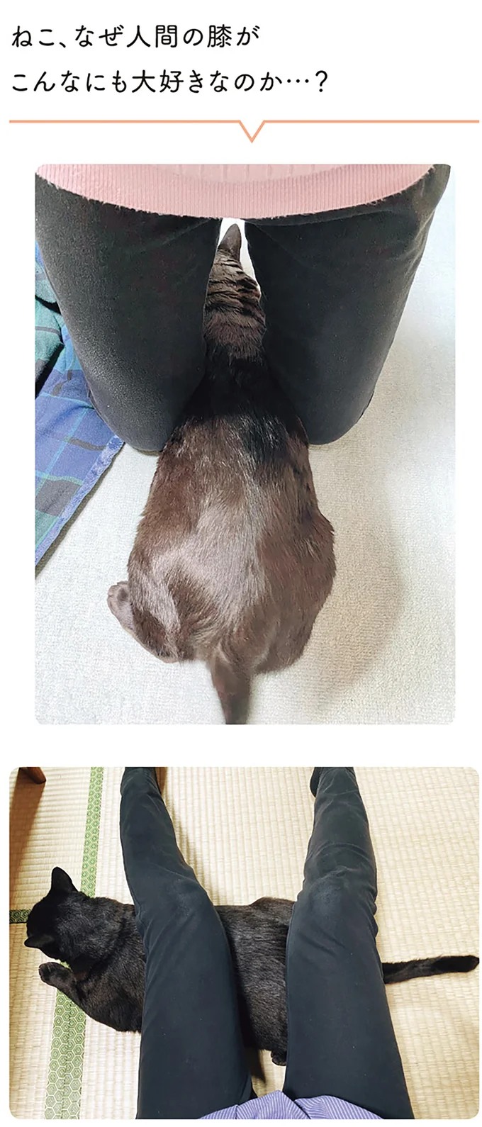 『黒猫ろんと暮らしたら』1～3 15544036.webp