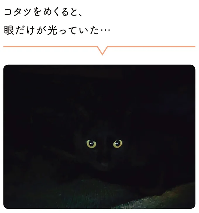 『黒猫ろんと暮らしたら』1～3 15544050.webp
