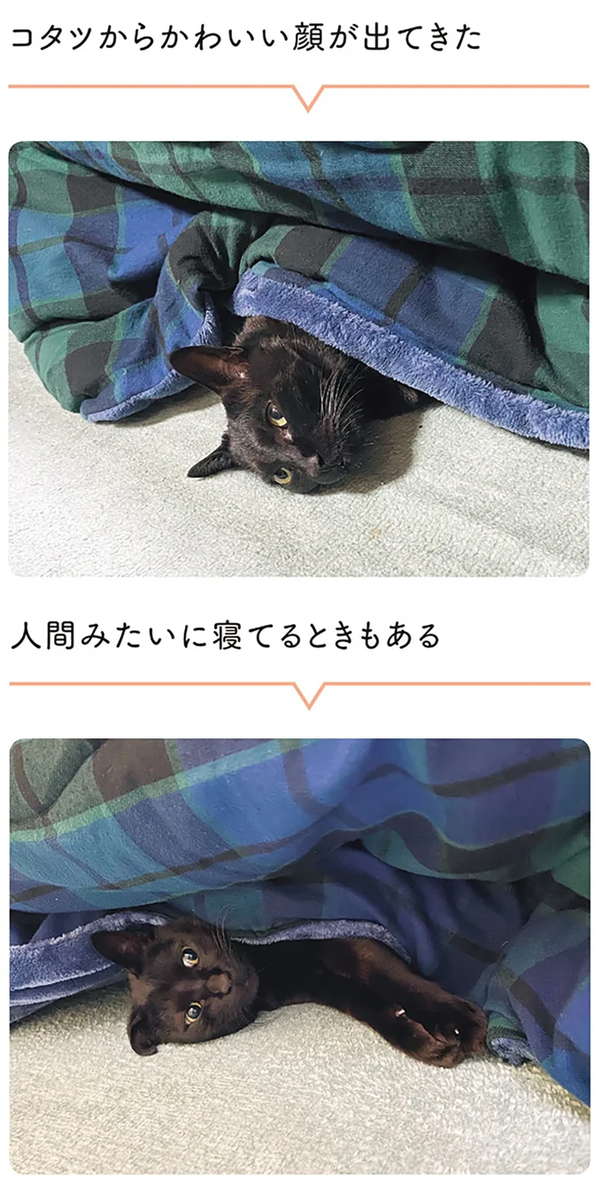 『黒猫ろんと暮らしたら』1～3 15544055.webp