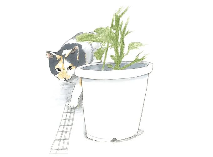 10年前に店先で出会った三毛猫。「やすらぎ治療室」で紡がれた出会いの物語／続 ミケちゃんとやすらぎさん 15592928.webp