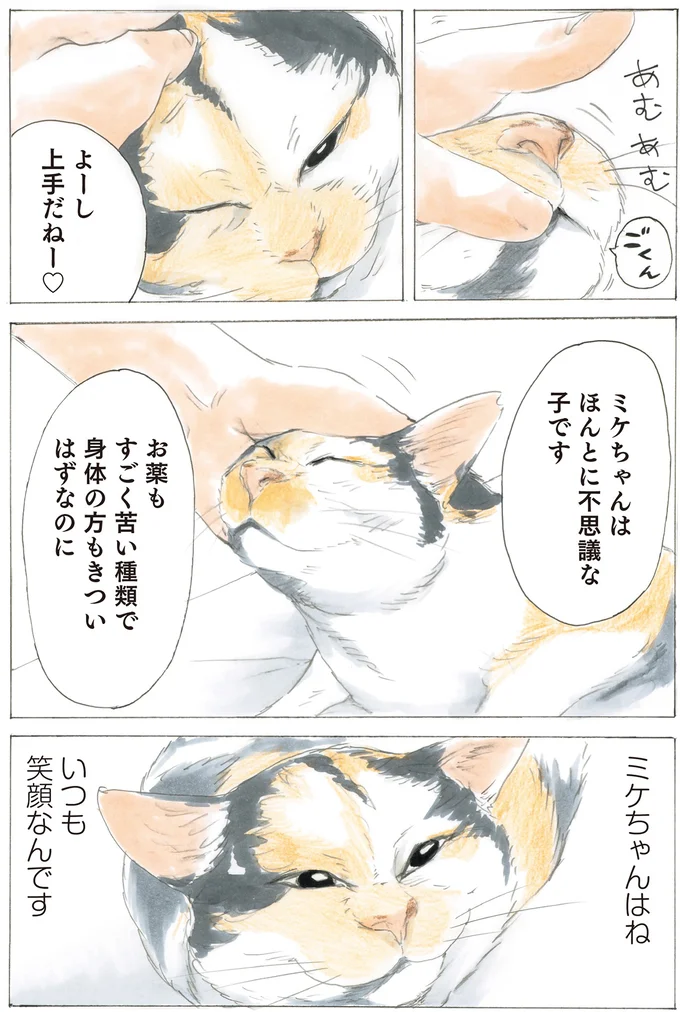 10年前に店先で出会った三毛猫。「やすらぎ治療室」で紡がれた出会いの物語／続 ミケちゃんとやすらぎさん 15592933.webp