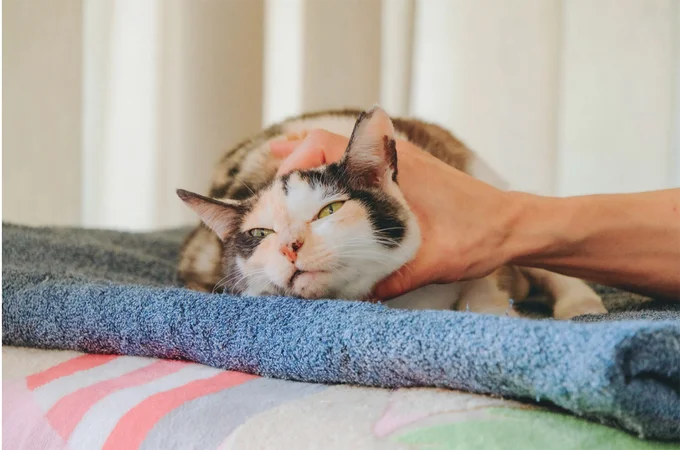 右後ろ脚がなくても元気いっぱい！ 治療室の看板猫になったミケちゃん／続 ミケちゃんとやすらぎさん 15600058.webp