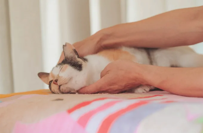 右後ろ脚がなくても元気いっぱい！ 治療室の看板猫になったミケちゃん／続 ミケちゃんとやすらぎさん 15600059.webp