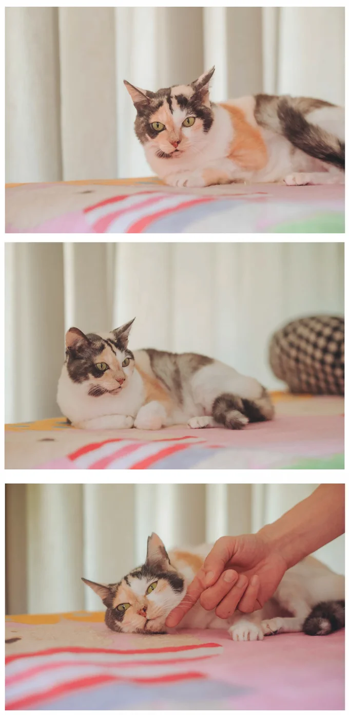 右後ろ脚がなくても元気いっぱい！ 治療室の看板猫になったミケちゃん／続 ミケちゃんとやすらぎさん 15600061.webp