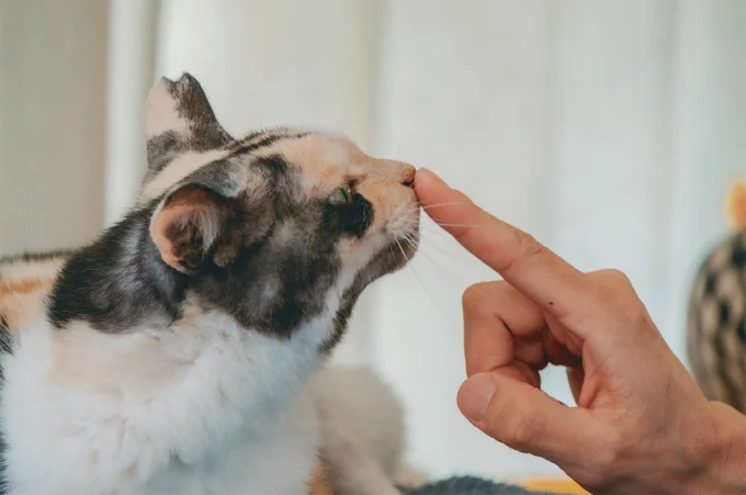 右後ろ脚がなくても元気いっぱい！ 治療室の看板猫になったミケちゃん／続 ミケちゃんとやすらぎさん 15600063.webp