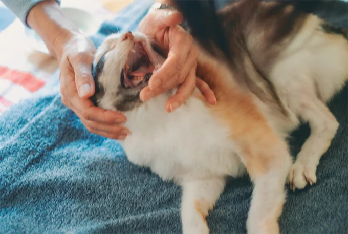 右後ろ脚がなくても元気いっぱい！ 治療室の看板猫になったミケちゃん／続 ミケちゃんとやすらぎさん 15600065.webp