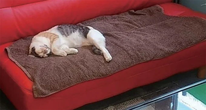 物件はペット不可...引っ越しも決意して大家さんに送った手紙への「意外な答え」／続 ミケちゃんとやすらぎさん 15600187.webp