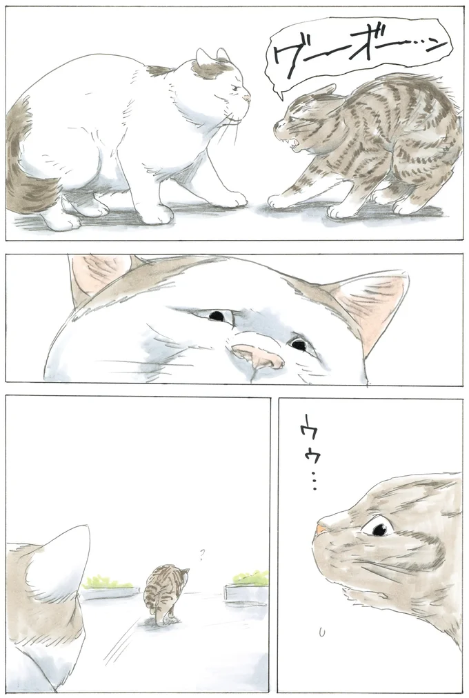 ミケちゃんがご飯を分けていたボス猫・シロ。孤独に生きた君は最後に何を思った？／続 ミケちゃんとやすらぎさん 15600263.webp