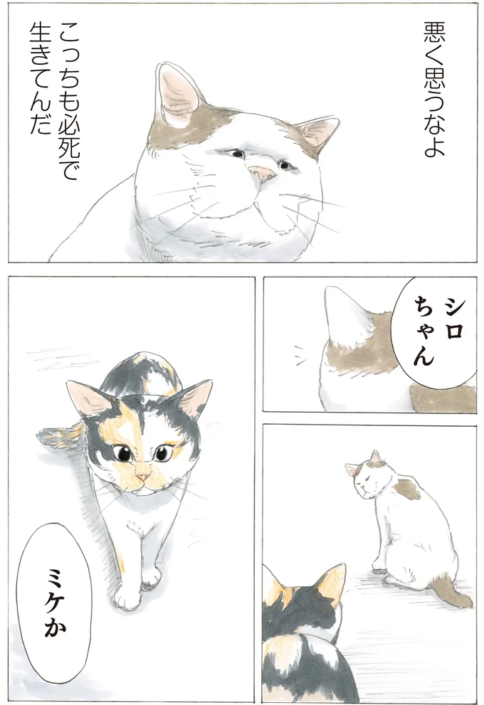 ミケちゃんがご飯を分けていたボス猫・シロ。孤独に生きた君は最後に何を思った？／続 ミケちゃんとやすらぎさん 15600265.webp