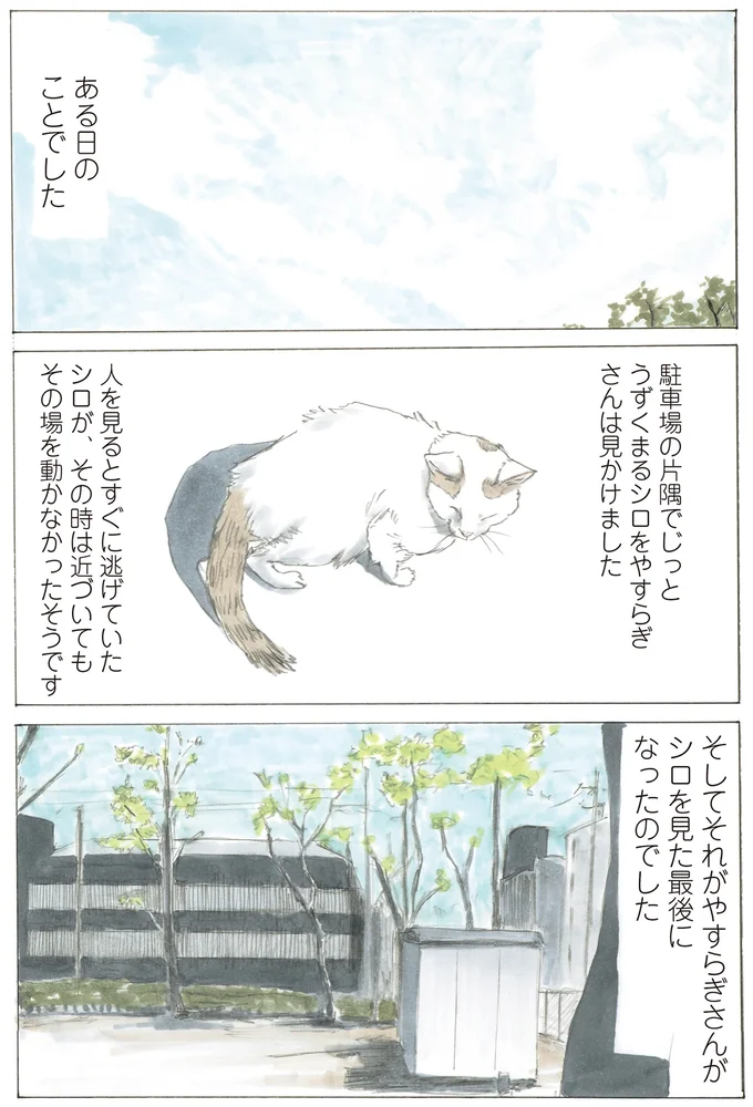 ミケちゃんがご飯を分けていたボス猫・シロ。孤独に生きた君は最後に何を思った？／続 ミケちゃんとやすらぎさん 15600276.webp