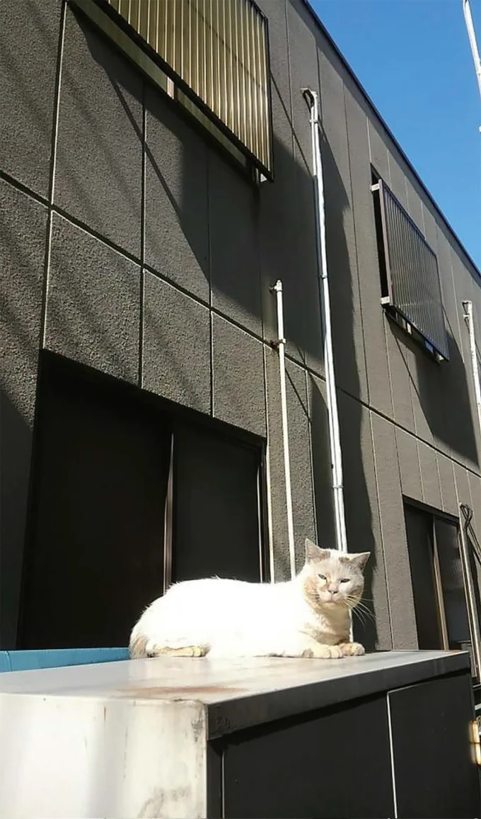 最後は優しい人に見守られて。ミケちゃんを守ってくれたボス猫との別れ/続 ミケちゃんとやすらぎさん 15600316.webp