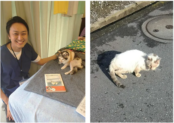 最後は優しい人に見守られて。ミケちゃんを守ってくれたボス猫との別れ/続 ミケちゃんとやすらぎさん 15600317.webp