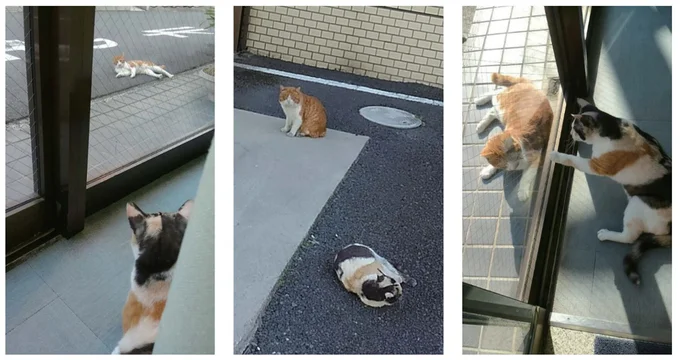 外猫時代を過ごした猫友・きつねこちゃん。寂しいけど幸せな別れ/続 ミケちゃんとやすらぎさん 15600445.webp