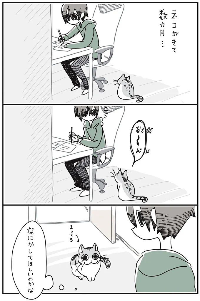 なで？ 抱っこ？ 遊び？ 猫が近くに来てじっと見つめ「求めていること」は／夜は猫といっしょ 15615057.webp