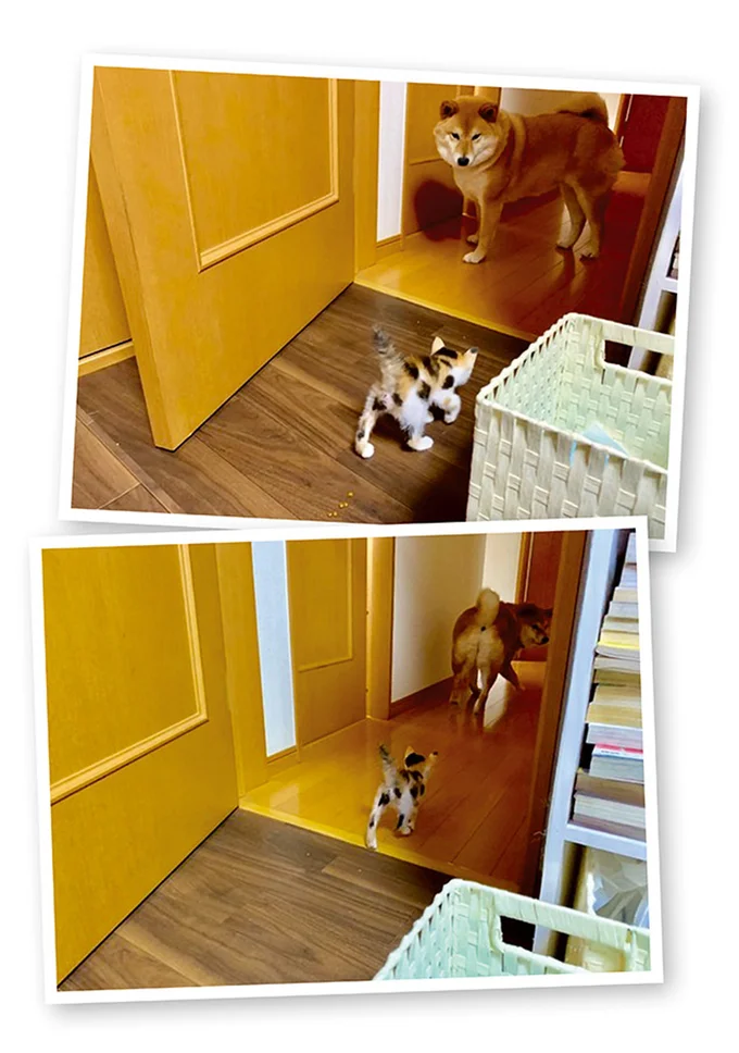 『ドヤ顔柴犬どんぐり』1～3 15636779.webp