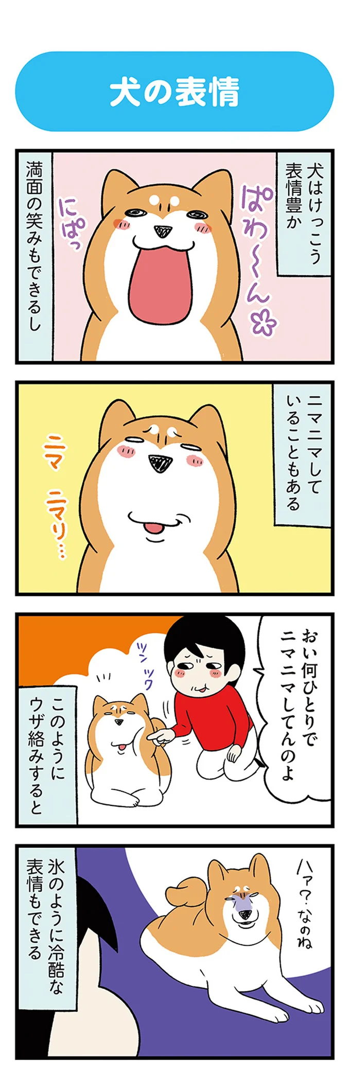 『ドヤ顔柴犬どんぐり』1～3 15636849.webp