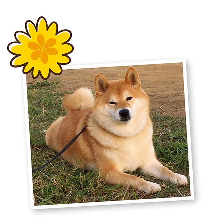 『ドヤ顔柴犬どんぐり』1～3 15636873.webp