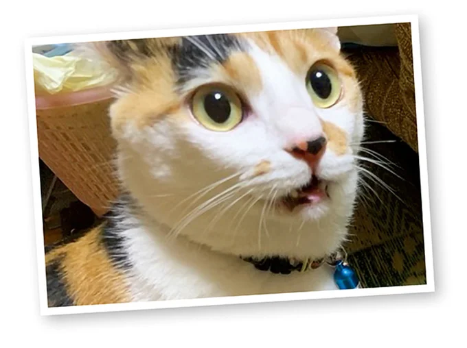 『ドヤ顔柴犬どんぐり』1～3 15636912.webp