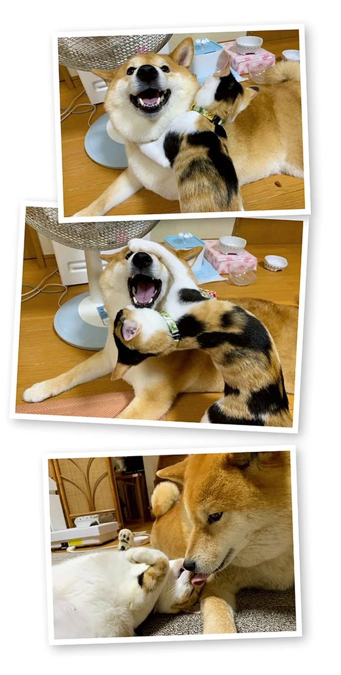 『ドヤ顔柴犬どんぐり』1～3 15636931.webp